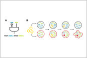 Designing miRNA-based cell classifier circuits using different approaches
