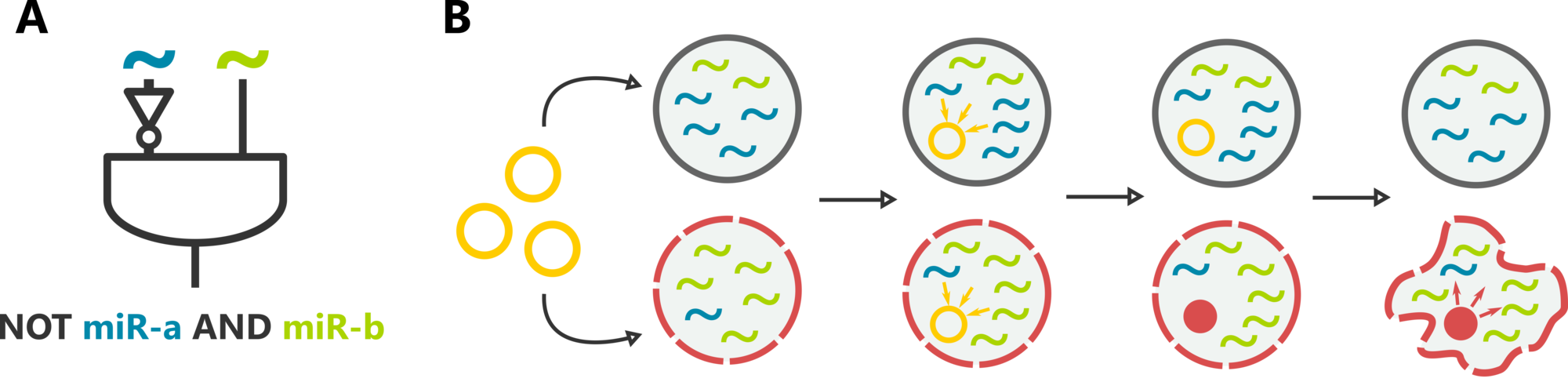 Designing miRNA-based cell classifier circuits using different approaches