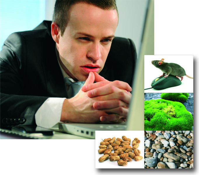 Wie aus dem „Fert“ ein „Pferd“ wird?  - Grundlagen einer „pfehlatolleranden“ Suche