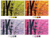 viscoll_finkelstein-2