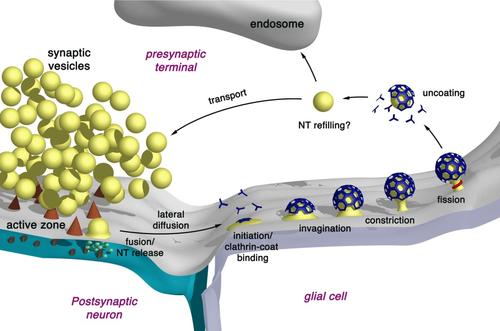 Model of clathrin-mediated endocytosis