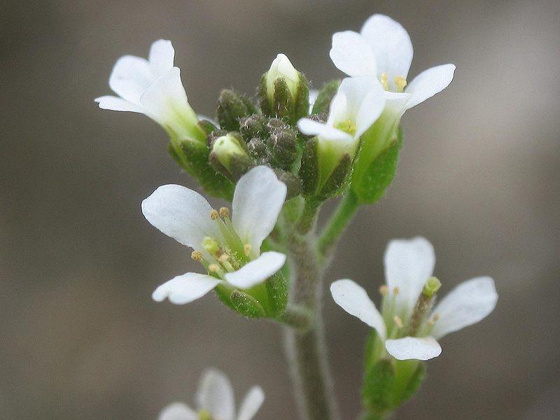 Arabidopsis