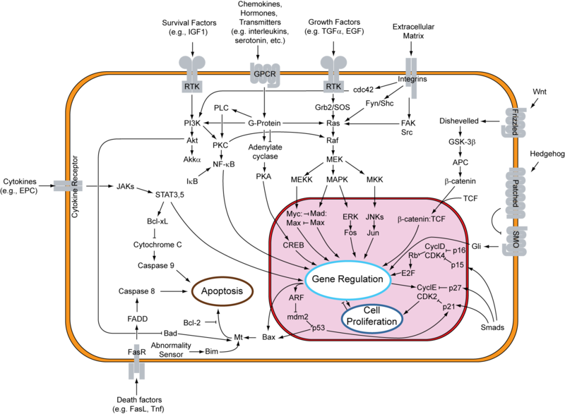 Signal transduction network