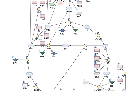 Metabolic Networks