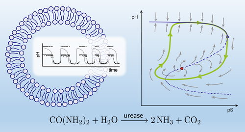 Der Einschluss der Urea-Urease-Reaktion in ein Vesikel führt zu pH-Oszillationen mit stochastischem Rhythmus