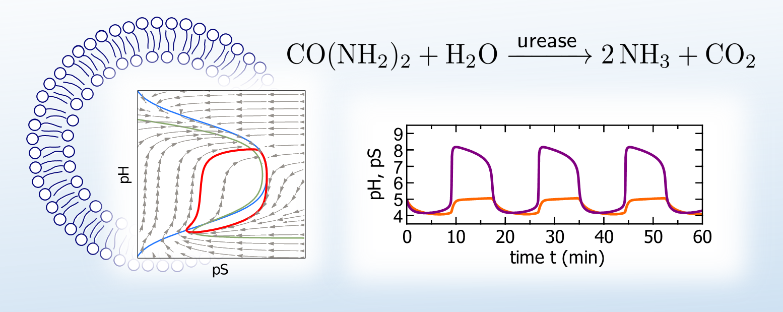 pH Oscillations of Urea-Urease reaction confined to lipid vesicles